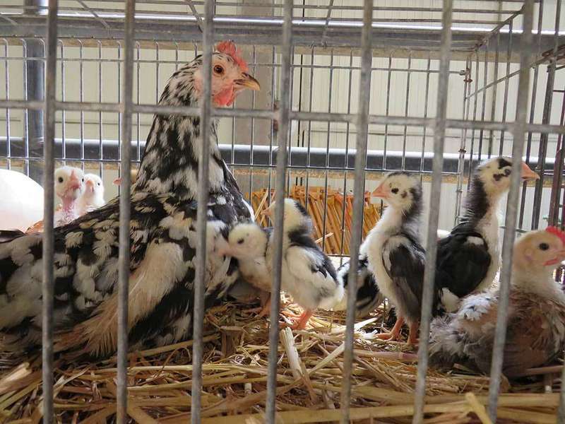 agrosiero-pites-la-pola