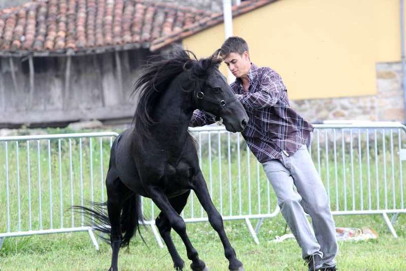 asturcones-sueve-doma
