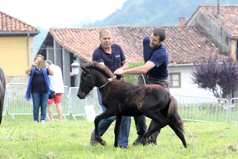 asturcones-sueve-parador-cangas