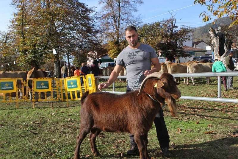 ares mejor macho cabra bermeya