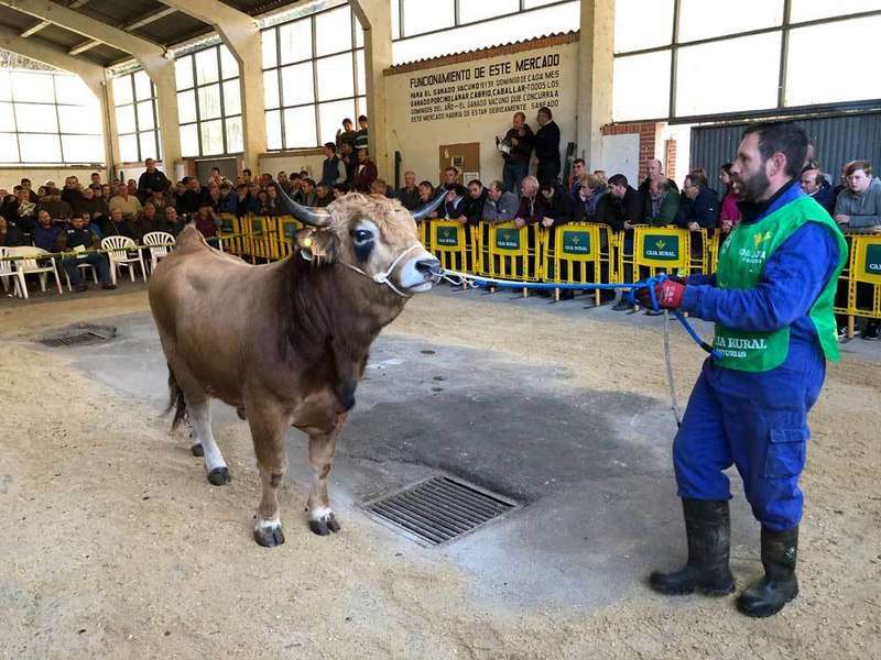 aseamo-subasta-sementales