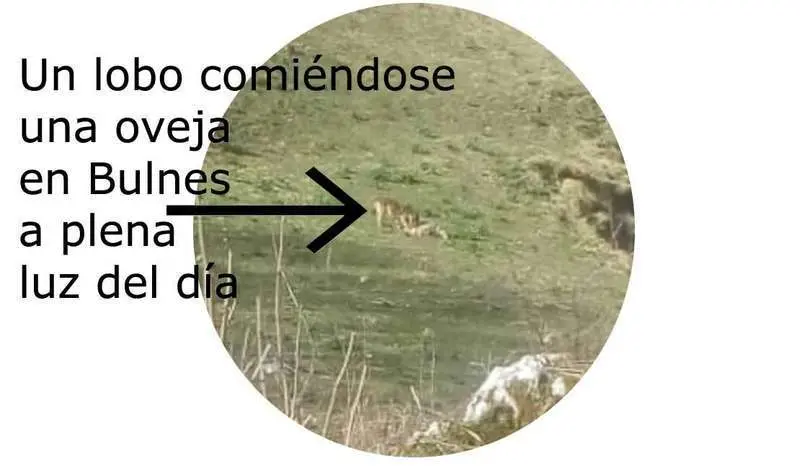 lobo-atacado-oveja-bulnes-cabrales.jpg
