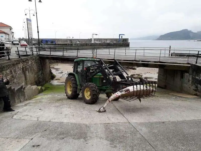 escualo-tazones-villaviciosa-04