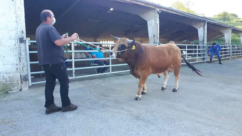 Subasta sementales Aseamo 2020 (7)