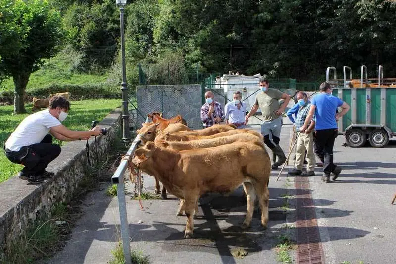 feria-san-mateo-onis-05