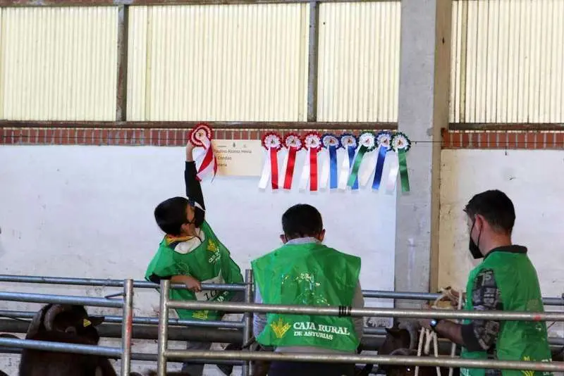 cabra-bermeya-nacional-12