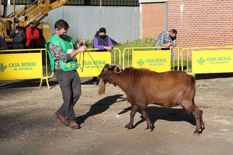 cabra-bermeya-nacional-09