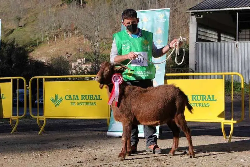cabra-bermeya-nacional-14