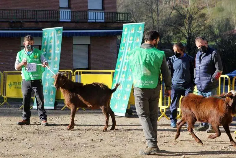 cabra-bermeya-nacional-15