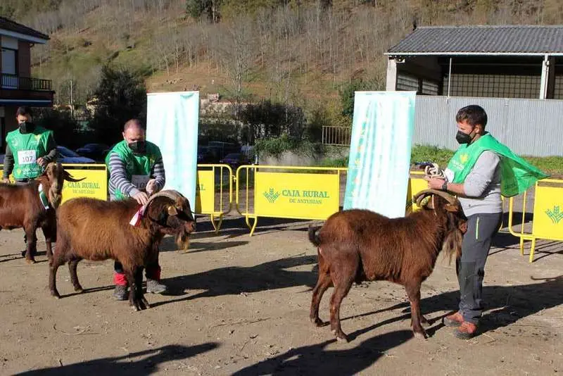 cabra-bermeya-nacional-21