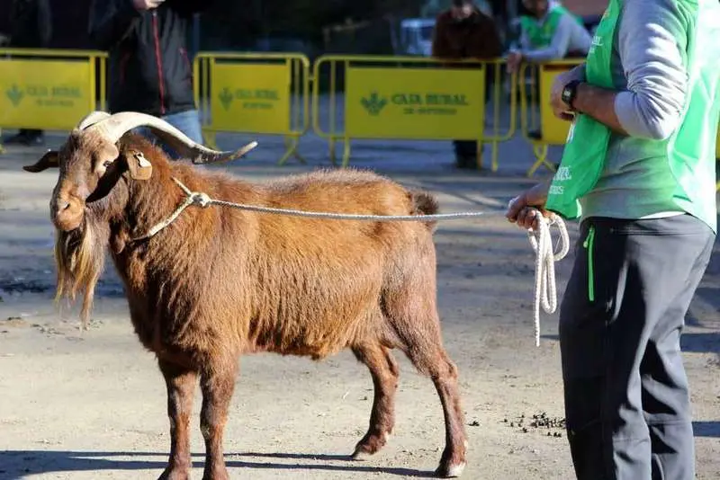 cabra-bermeya-nacional-22