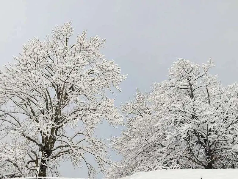 nevada-oseja-2021-06