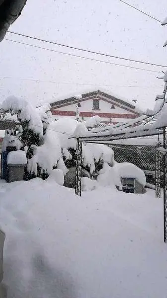 nevada-ponga-2021-03