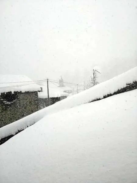 nevada-ponga-2021-02