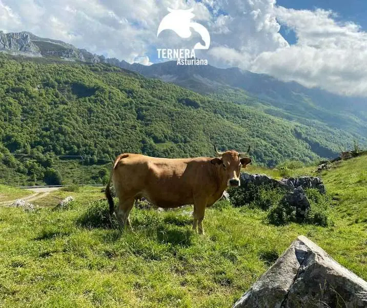 igp-ternera-asturiana-2021