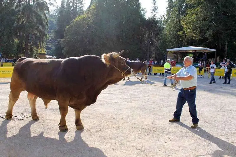 concurso-ganado-infiesto-2021-02