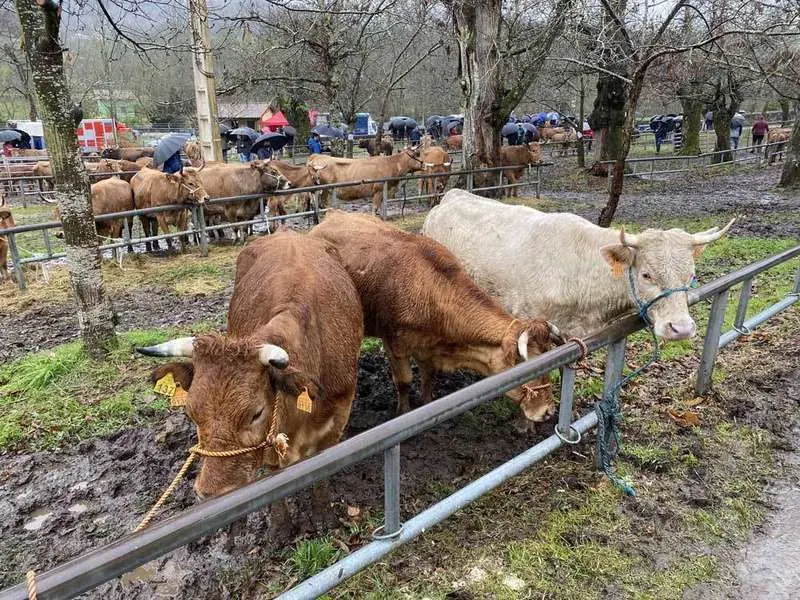 feria-marzo-corao-06