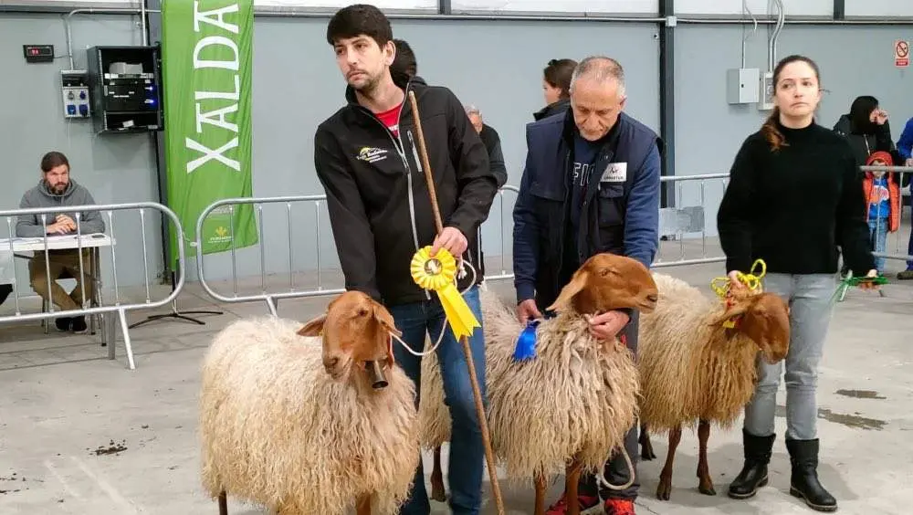 El cangu&eacute;s Victor Fern&aacute;ndez D&iacute;ez con una de sus ovejas premiadas.