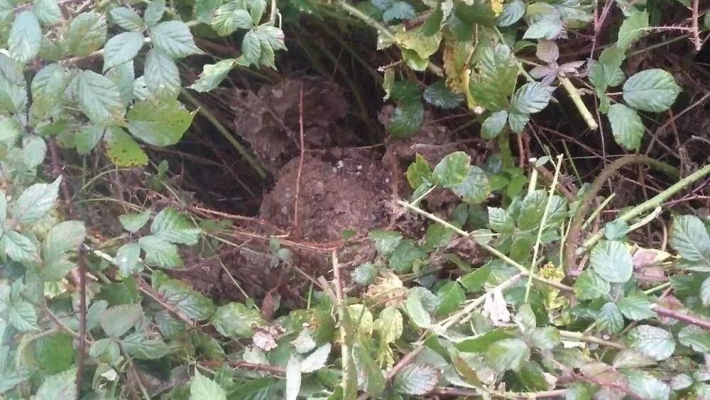 avispa-asiatica-ataque-benia