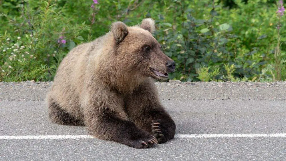 oso-carretera-villablino