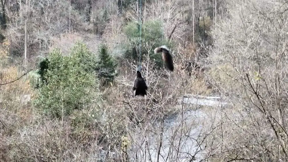 cabeza-lobo-puente-santo-adriano