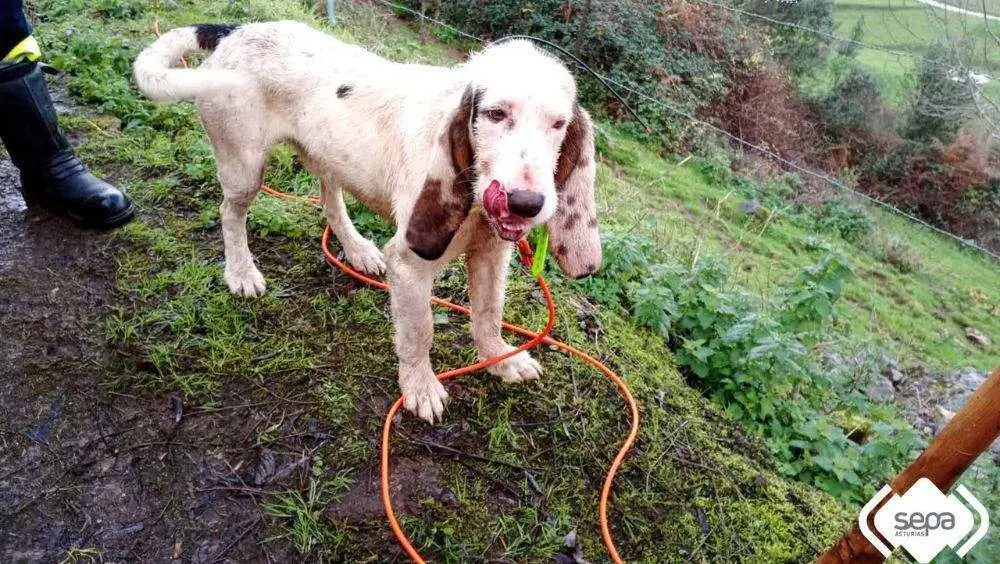 palomo-rescate-perro-llanes