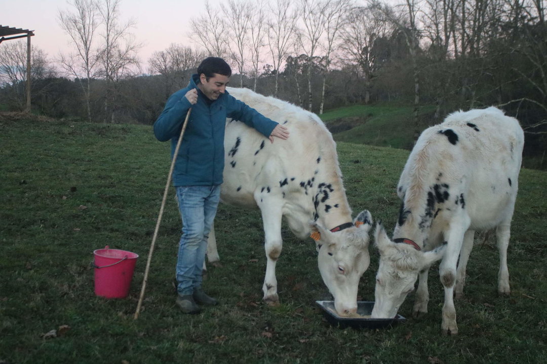 Gerardo Sanz dando de comer a sus vacas
