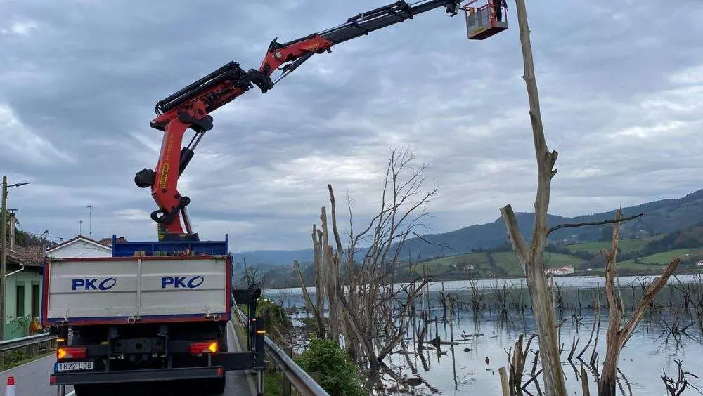 retirada-arboles-porreu-villaciviosa