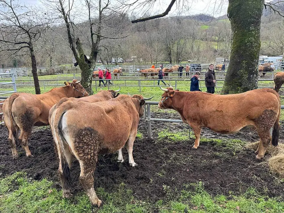 feria-corao-marzo-2024-11