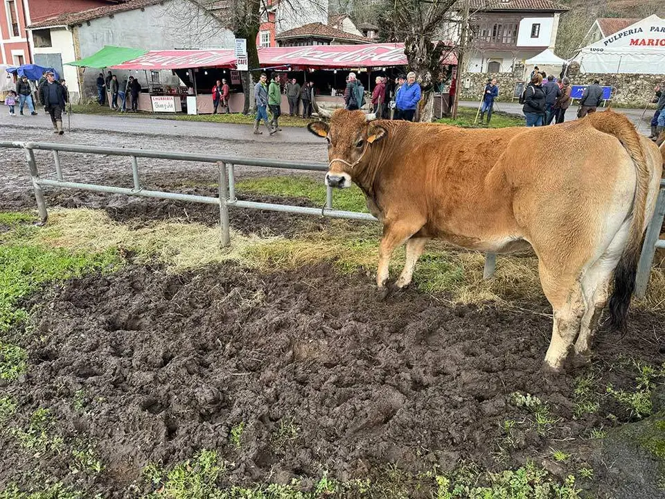 feria-corao-marzo-2024-17