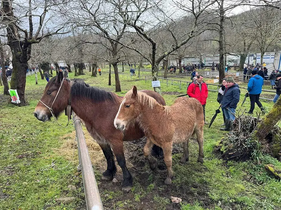 feria-corao-marzo-2024-26