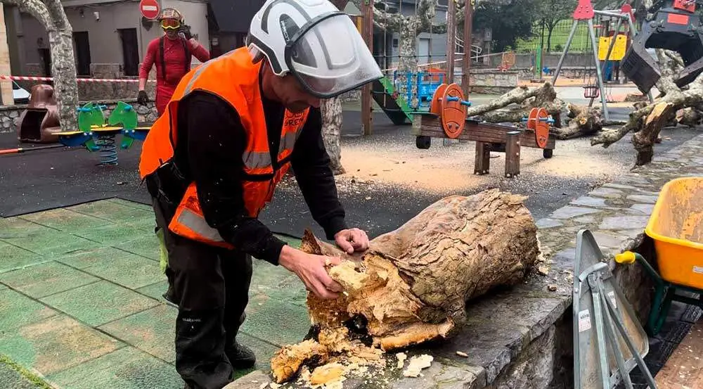 tala-arboles-ribadesella-03