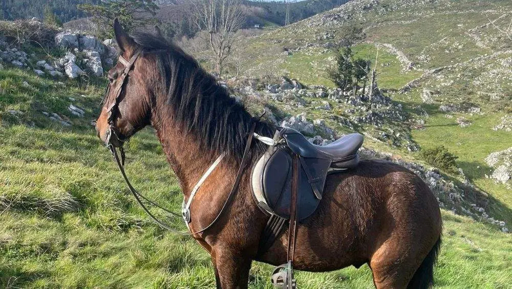 caballo-robado-arriondas
