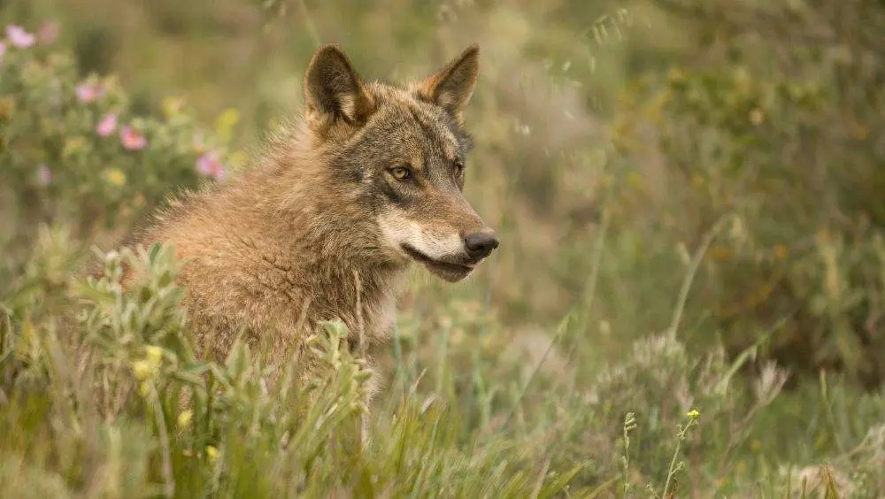 incremento-censo-lobo-asturias