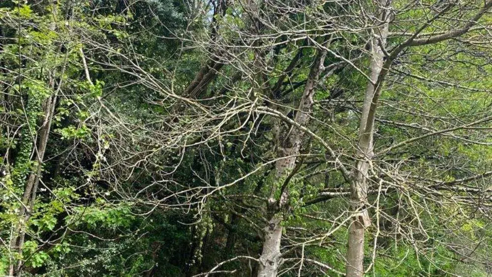 caida-arbol-escuela-infantil-cangas-onis