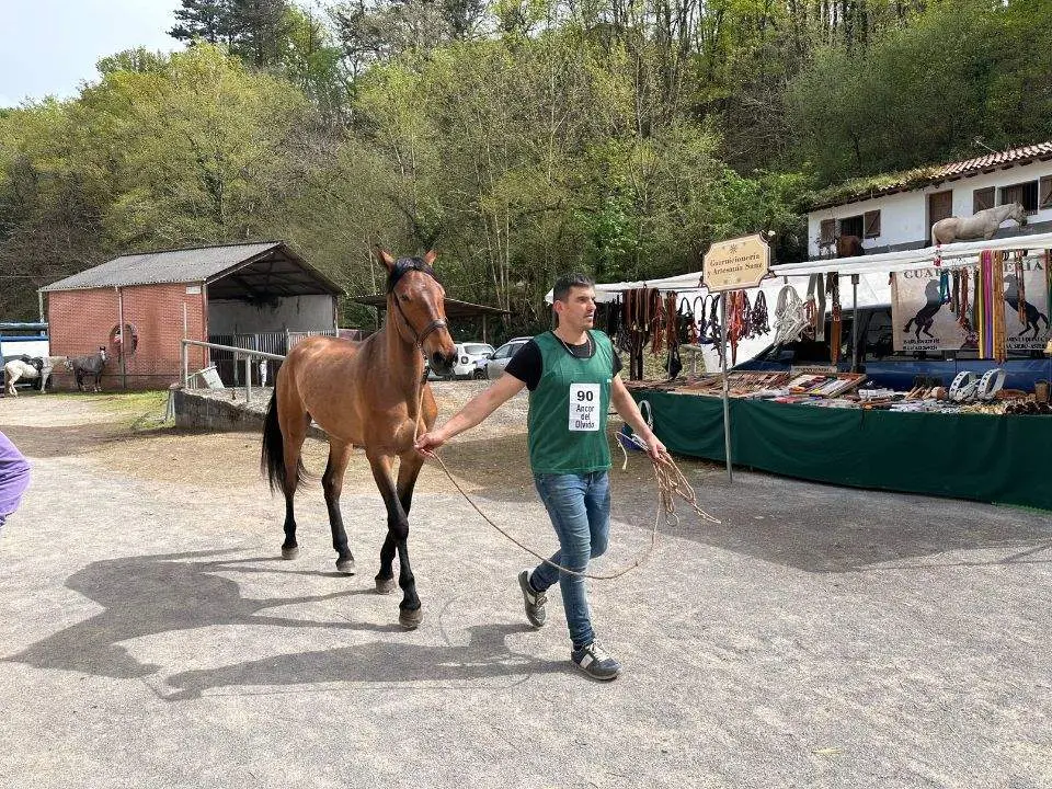 concurso-exposicion-caballo-cangas-onis-2