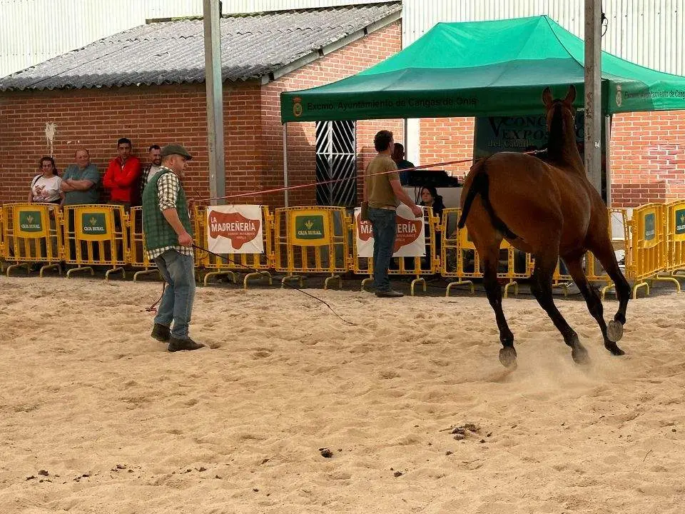 concurso-exposicion-caballo-cangas-onis-3