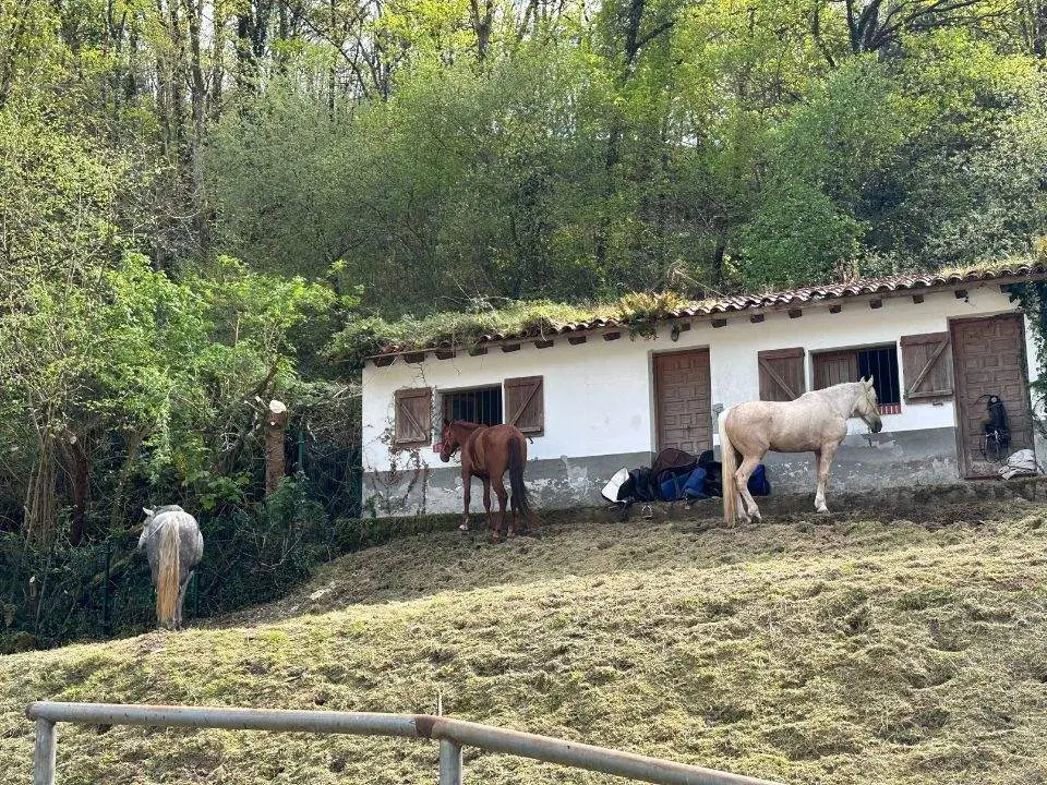concurso-exposicion-caballo-cangas-onis-5