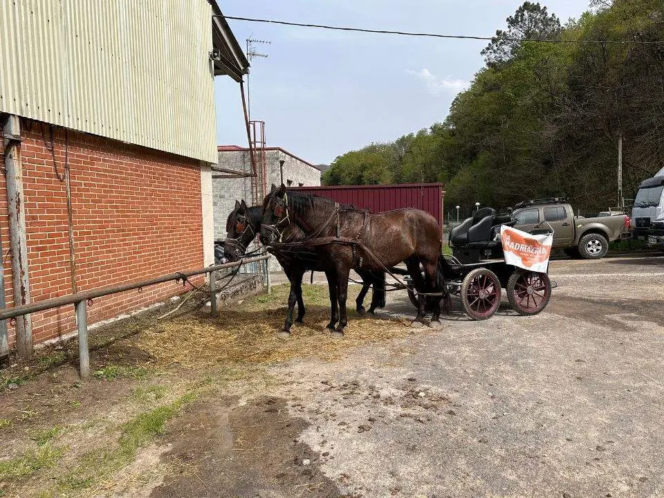 concurso-exposicion-caballo-cangas-onis-6