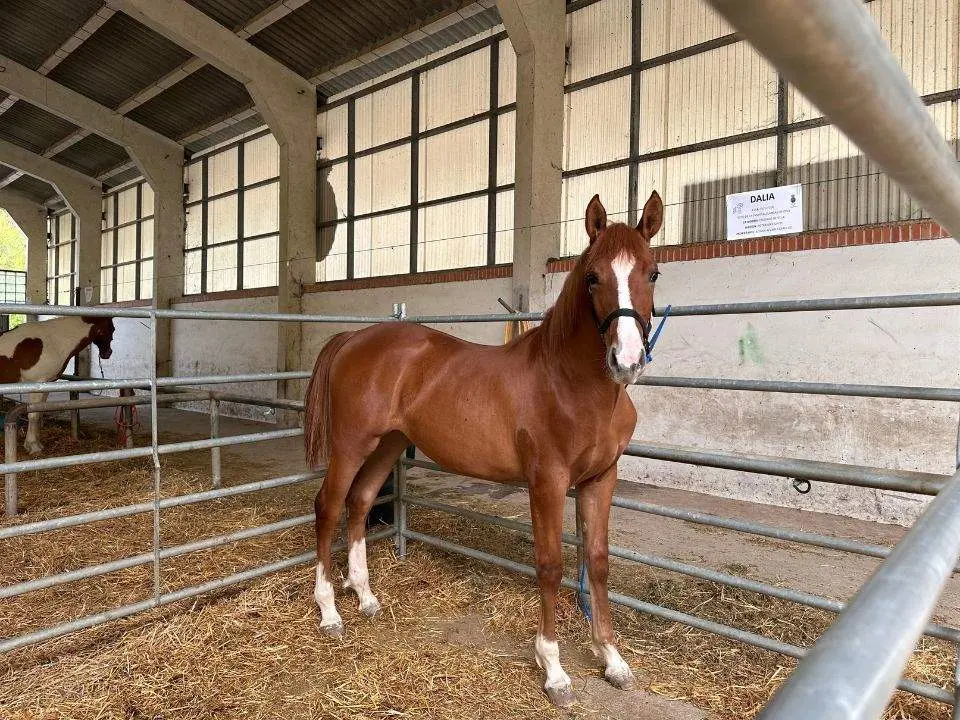 concurso-exposicion-caballo-cangas-onis-8