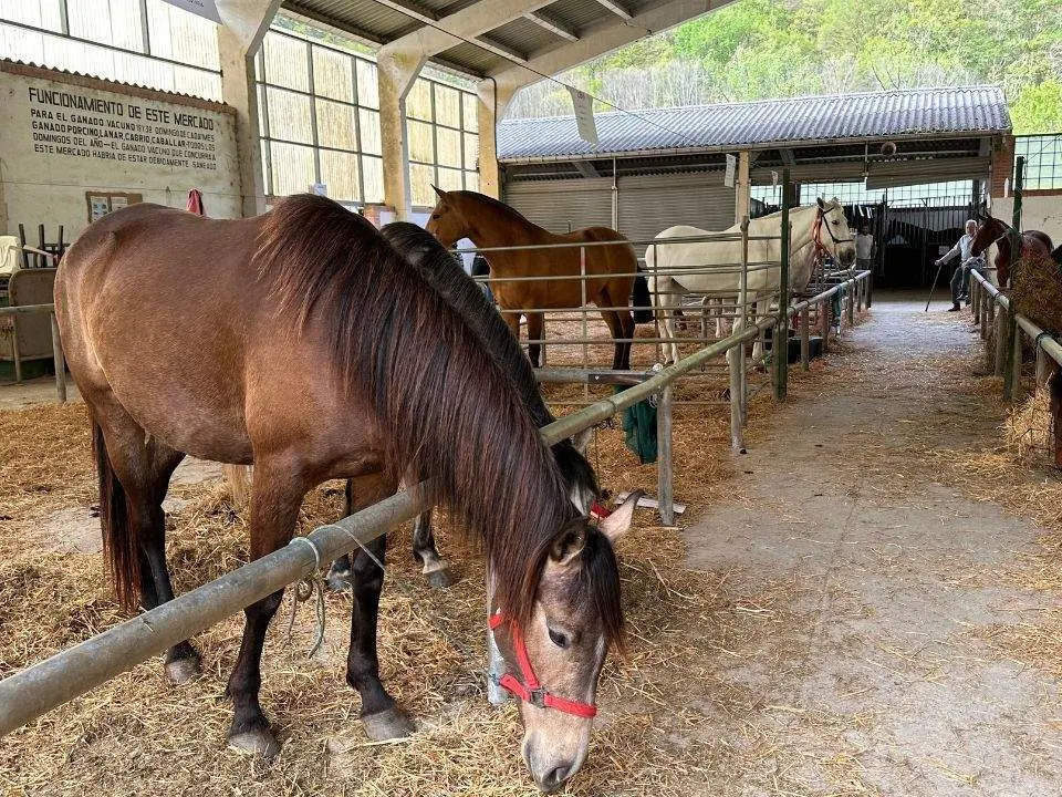 concurso-exposicion-caballo-cangas-onis-10