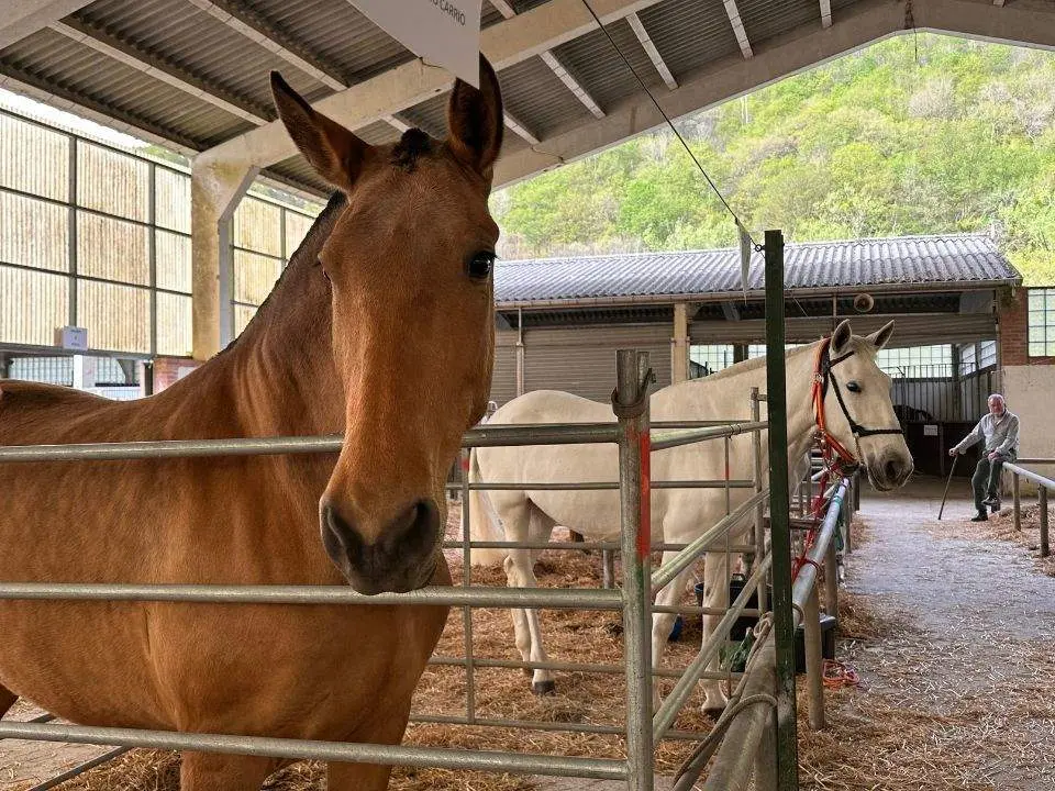 concurso-exposicion-caballo-cangas-onis-11
