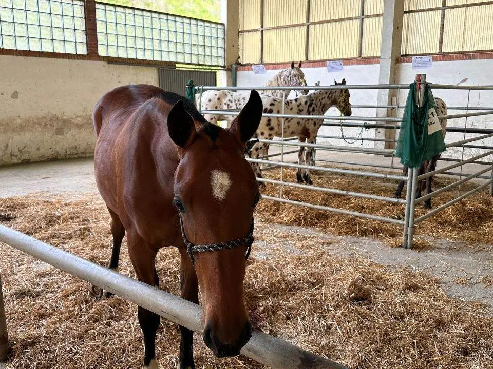 concurso-exposicion-caballo-cangas-onis-12