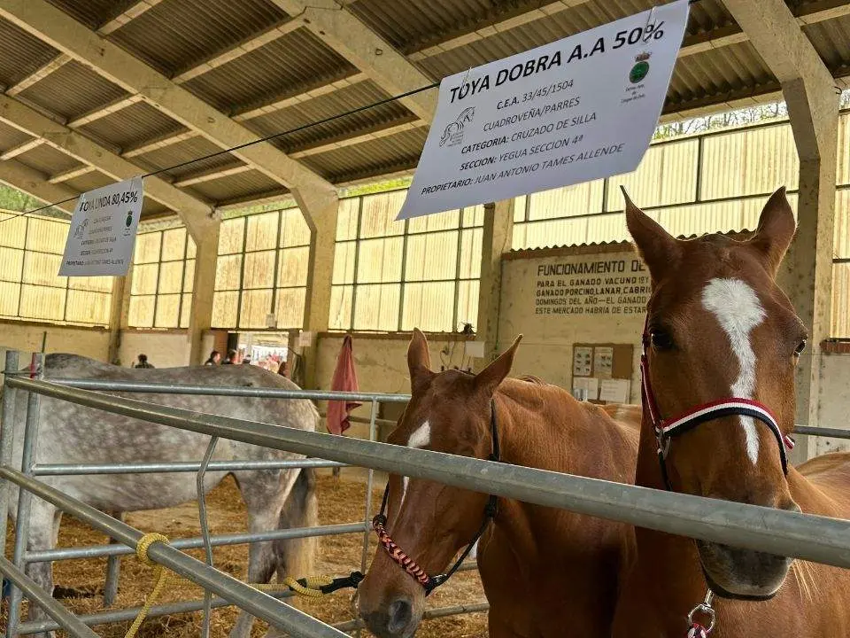 concurso-exposicion-caballo-cangas-onis-13