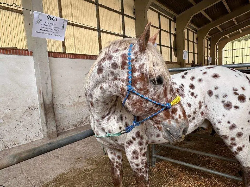 concurso-exposicion-caballo-cangas-onis-15
