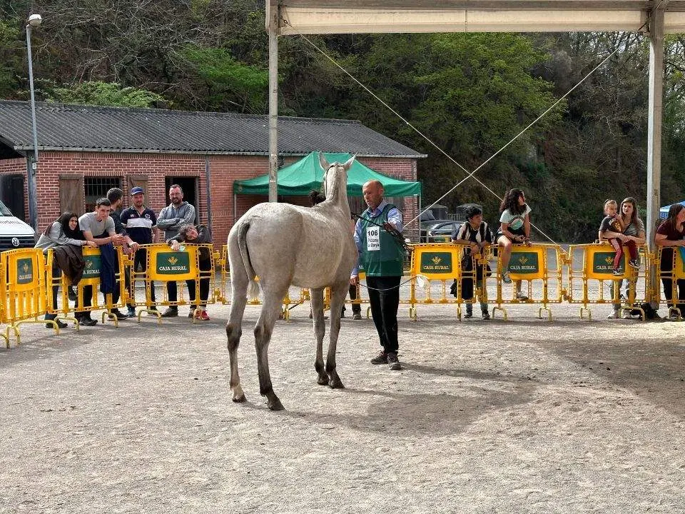 concurso-exposicion-caballo-cangas-onis-18