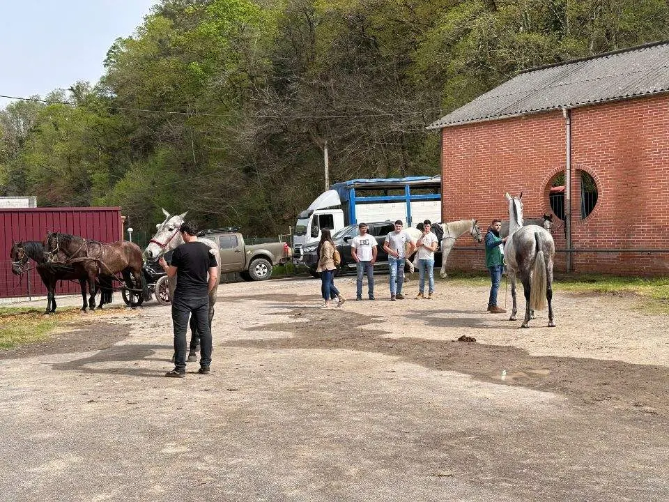 concurso-exposicion-caballo-cangas-onis-20