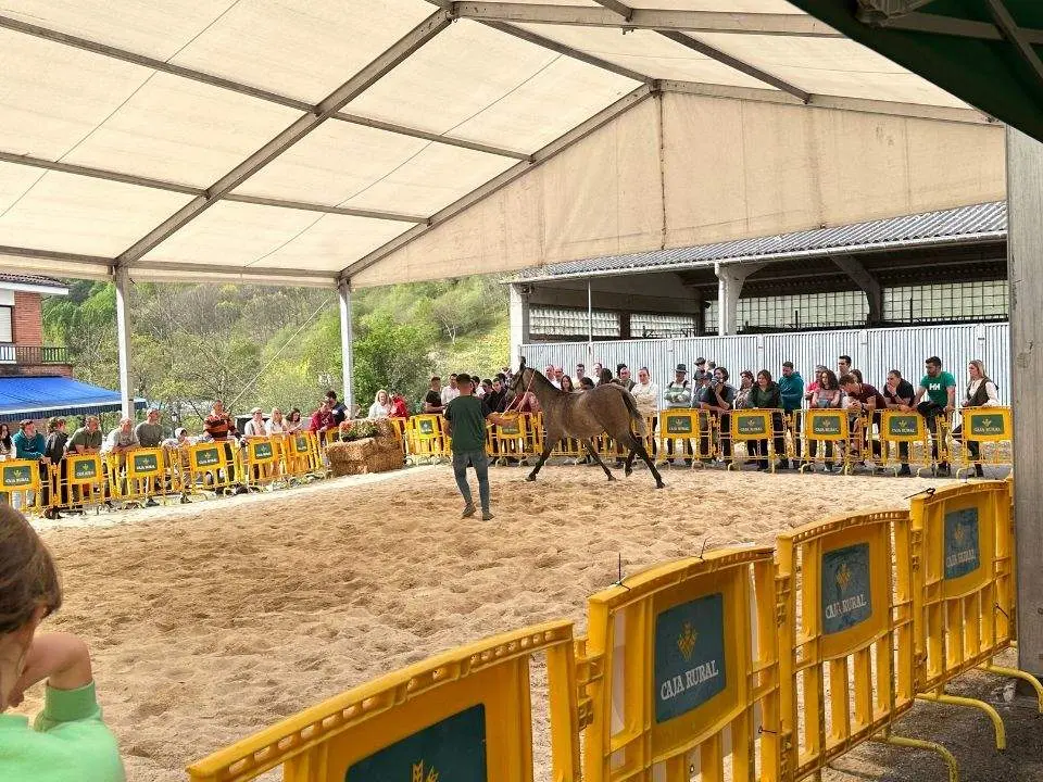 concurso-exposicion-caballo-cangas-onis-21