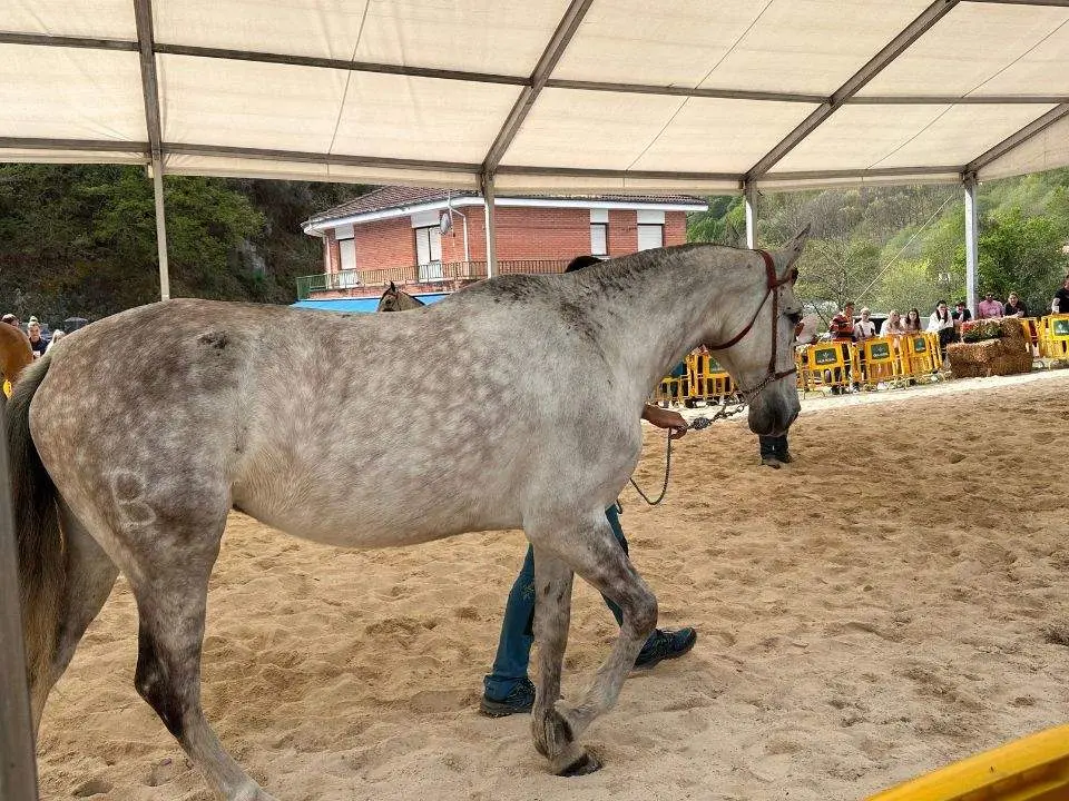 concurso-exposicion-caballo-cangas-onis-25