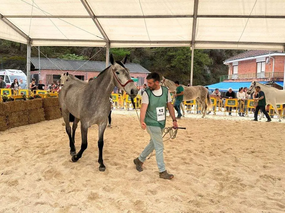 concurso-exposicion-caballo-cangas-onis-28